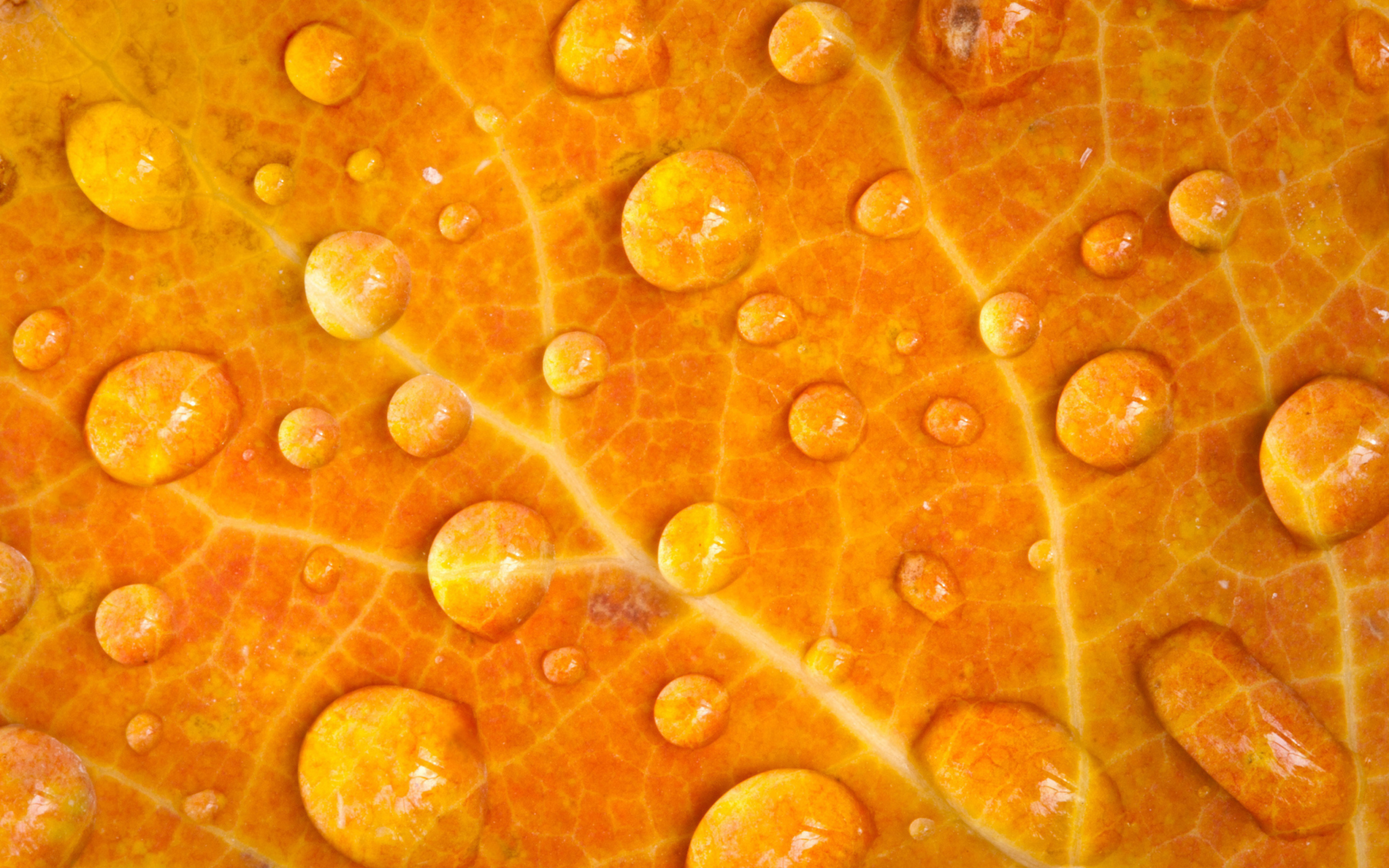 Sfondi Dew Drops On Orange Leaf 2560x1600