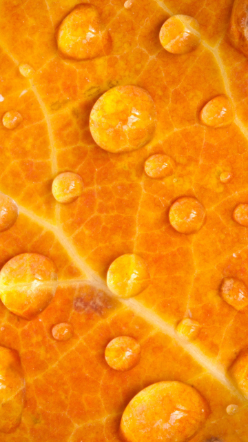 Das Dew Drops On Orange Leaf Wallpaper 360x640