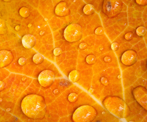 Screenshot №1 pro téma Dew Drops On Orange Leaf 480x400