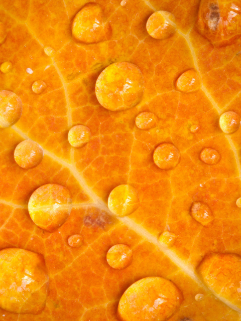 Das Dew Drops On Orange Leaf Wallpaper 480x640