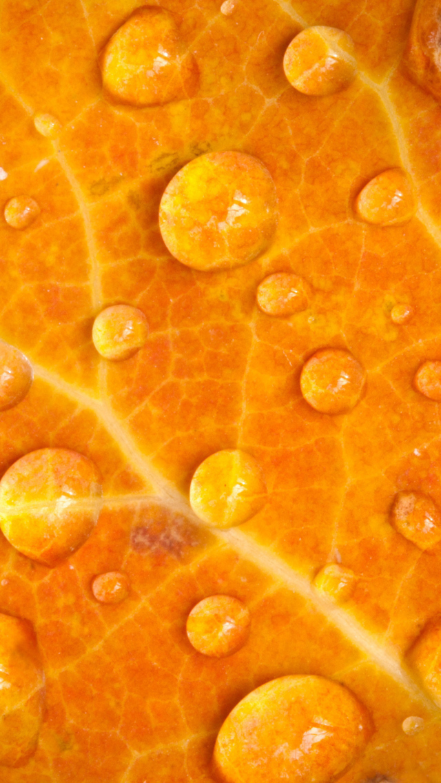 Sfondi Dew Drops On Orange Leaf 640x1136