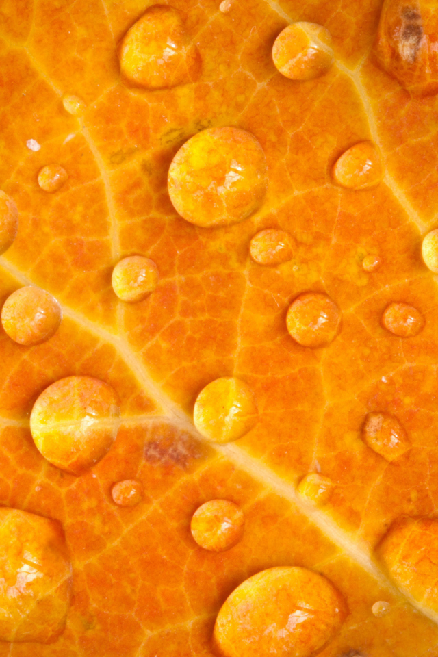 Dew Drops On Orange Leaf wallpaper 640x960