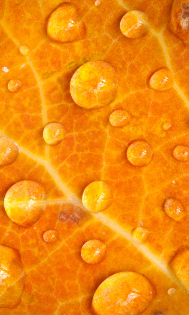 Das Dew Drops On Orange Leaf Wallpaper 768x1280