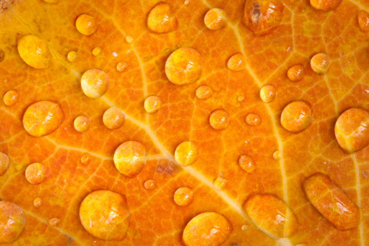 Dew Drops On Orange Leaf wallpaper