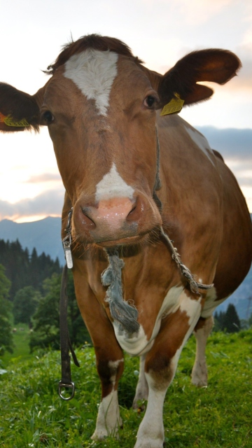 Cow wallpaper 360x640