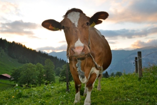 Cow Wallpaper for Android, iPhone and iPad