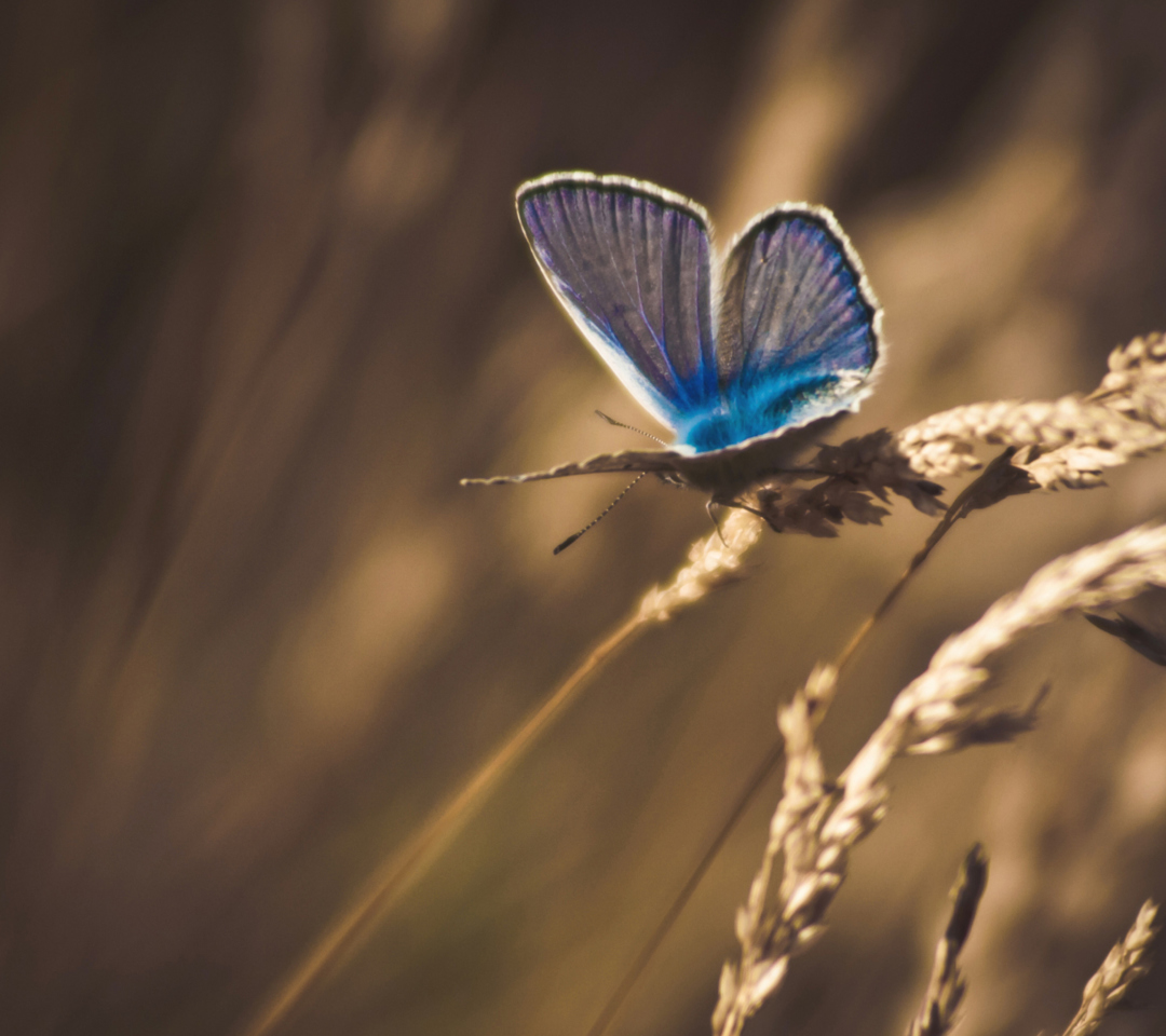 Blue Butterfly Macro wallpaper 1080x960