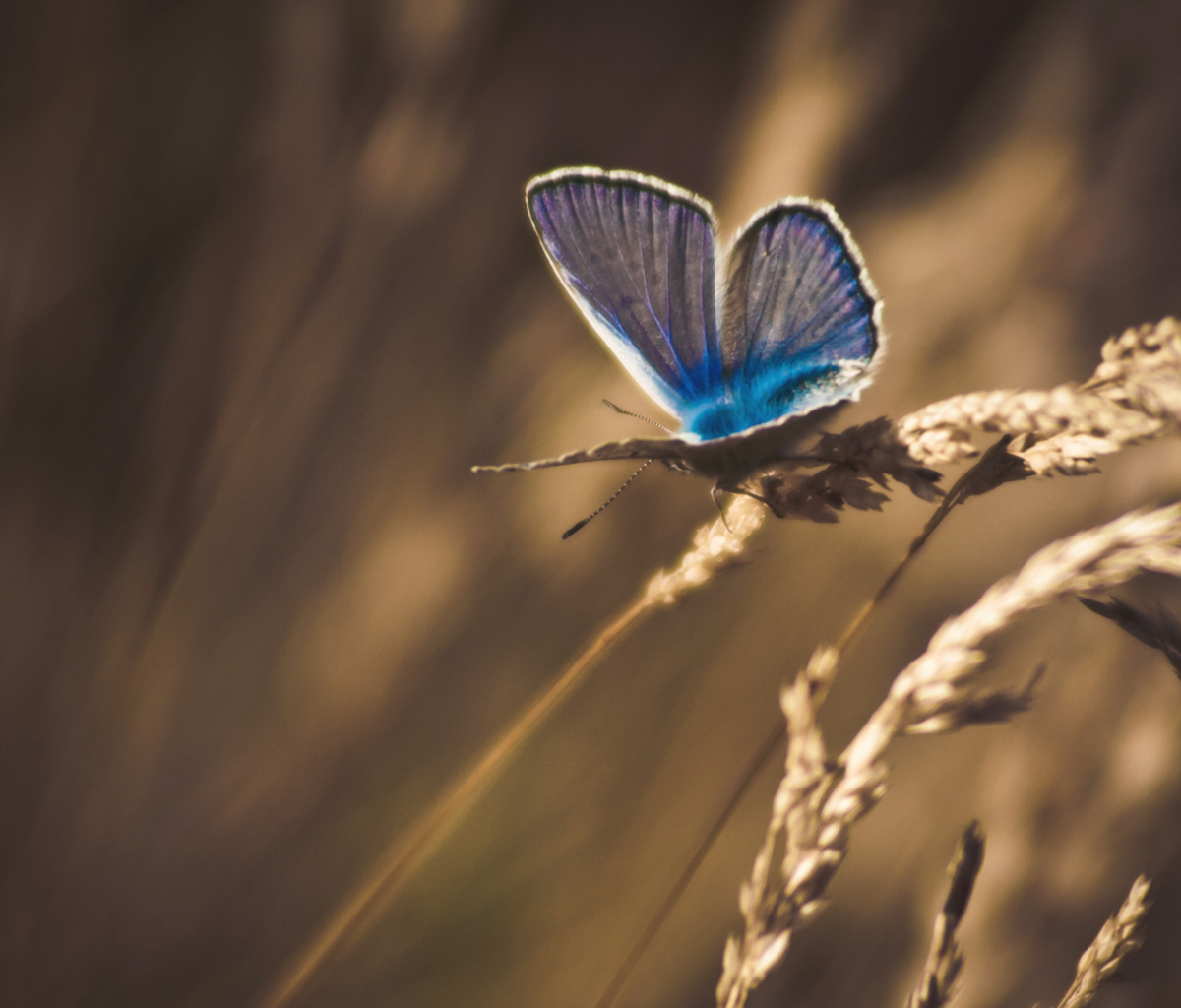 Fondo de pantalla Blue Butterfly Macro 1200x1024