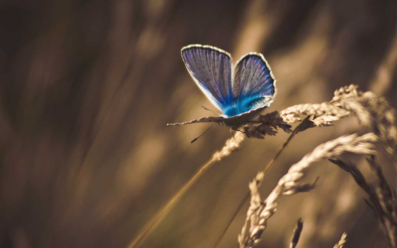 Das Blue Butterfly Macro Wallpaper 1280x800