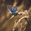 Обои Blue Butterfly Macro 128x128