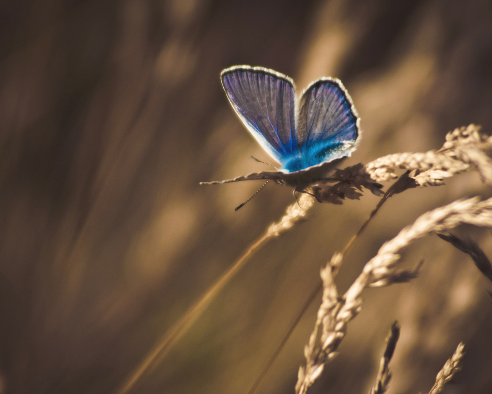 Fondo de pantalla Blue Butterfly Macro 1600x1280