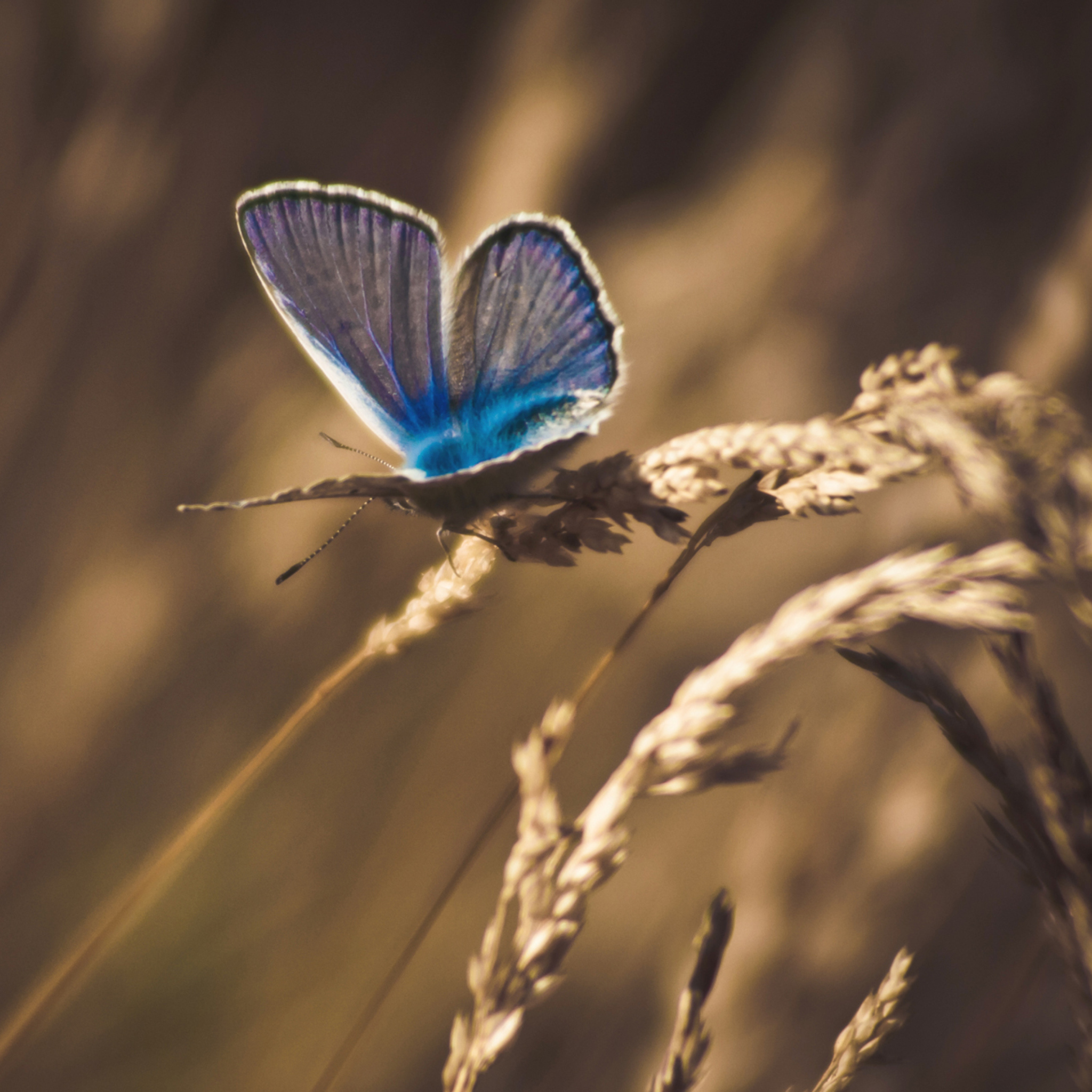 Sfondi Blue Butterfly Macro 2048x2048