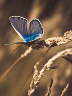Fondo de pantalla Blue Butterfly Macro 240x320