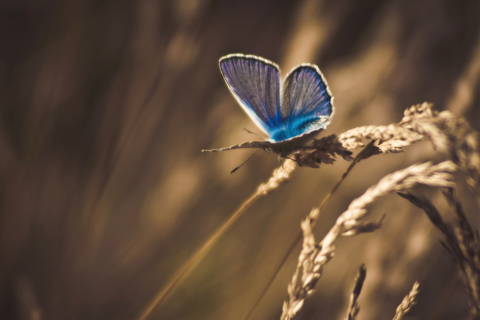 Обои Blue Butterfly Macro 480x320