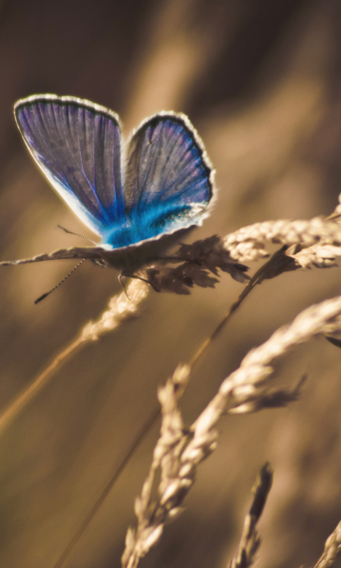 Das Blue Butterfly Macro Wallpaper 480x800
