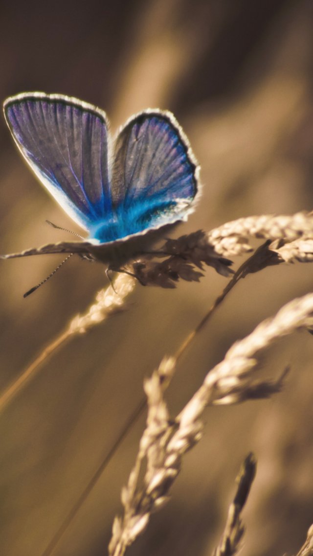 Das Blue Butterfly Macro Wallpaper 640x1136