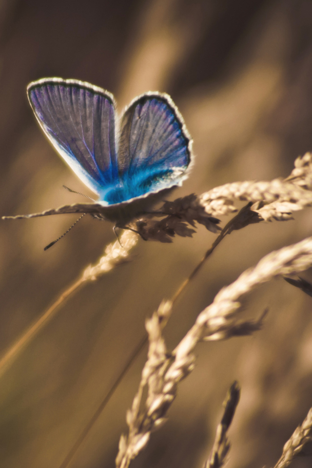 Blue Butterfly Macro wallpaper 640x960