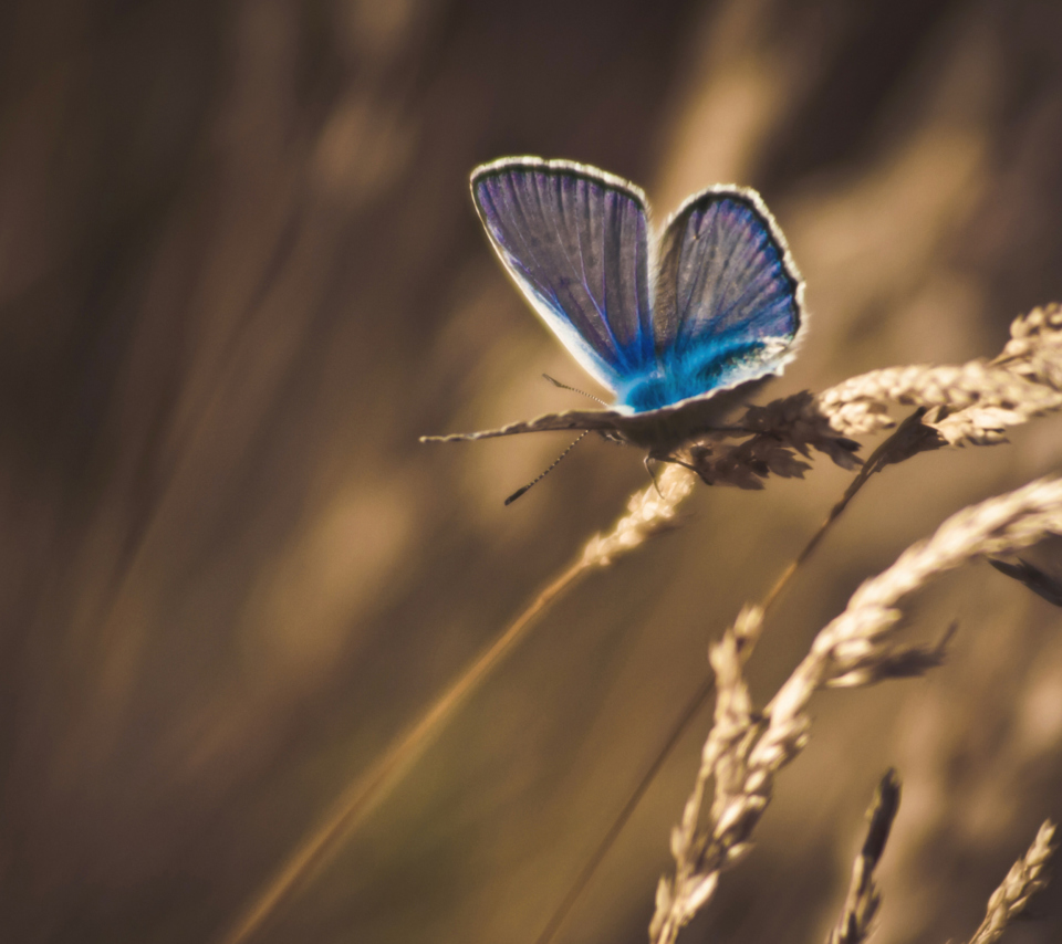 Sfondi Blue Butterfly Macro 960x854