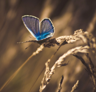 Blue Butterfly Macro sfondi gratuiti per 128x128