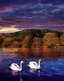 Fondo de pantalla Swan Lake 128x160