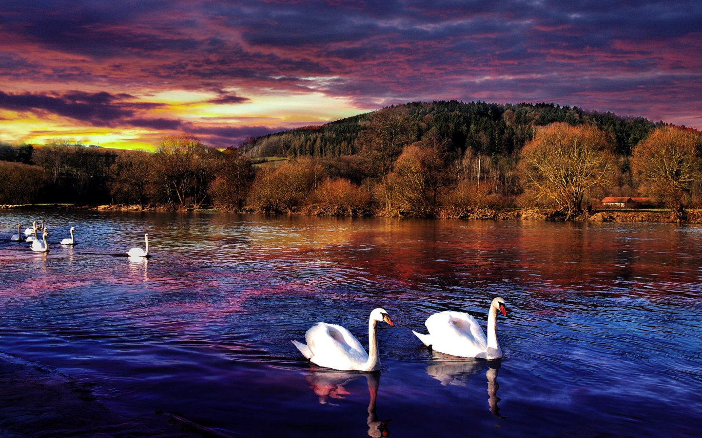 Fondo de pantalla Swan Lake 1440x900