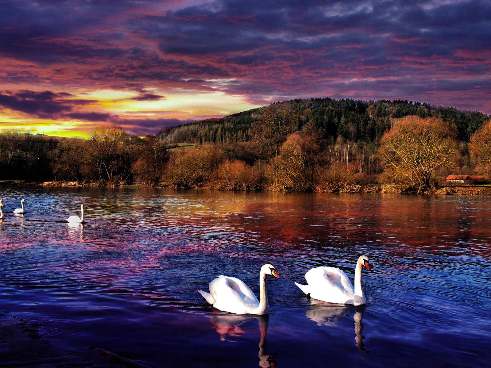 Fondo de pantalla Swan Lake 1600x1200