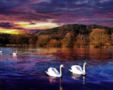 Screenshot №1 pro téma Swan Lake 220x176