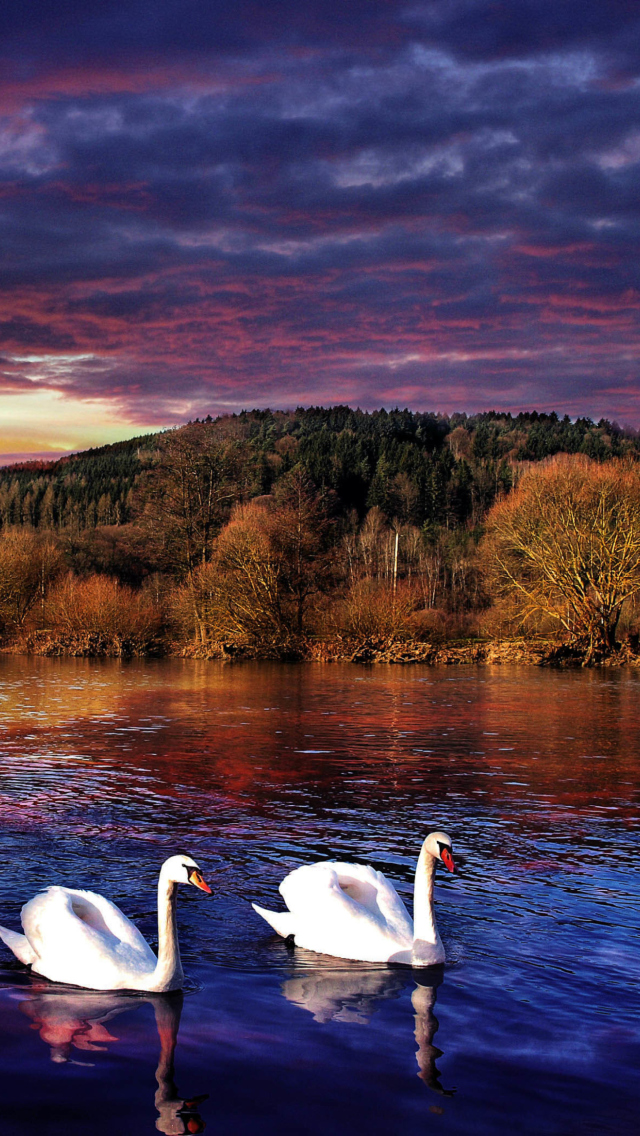 Swan Lake wallpaper 640x1136