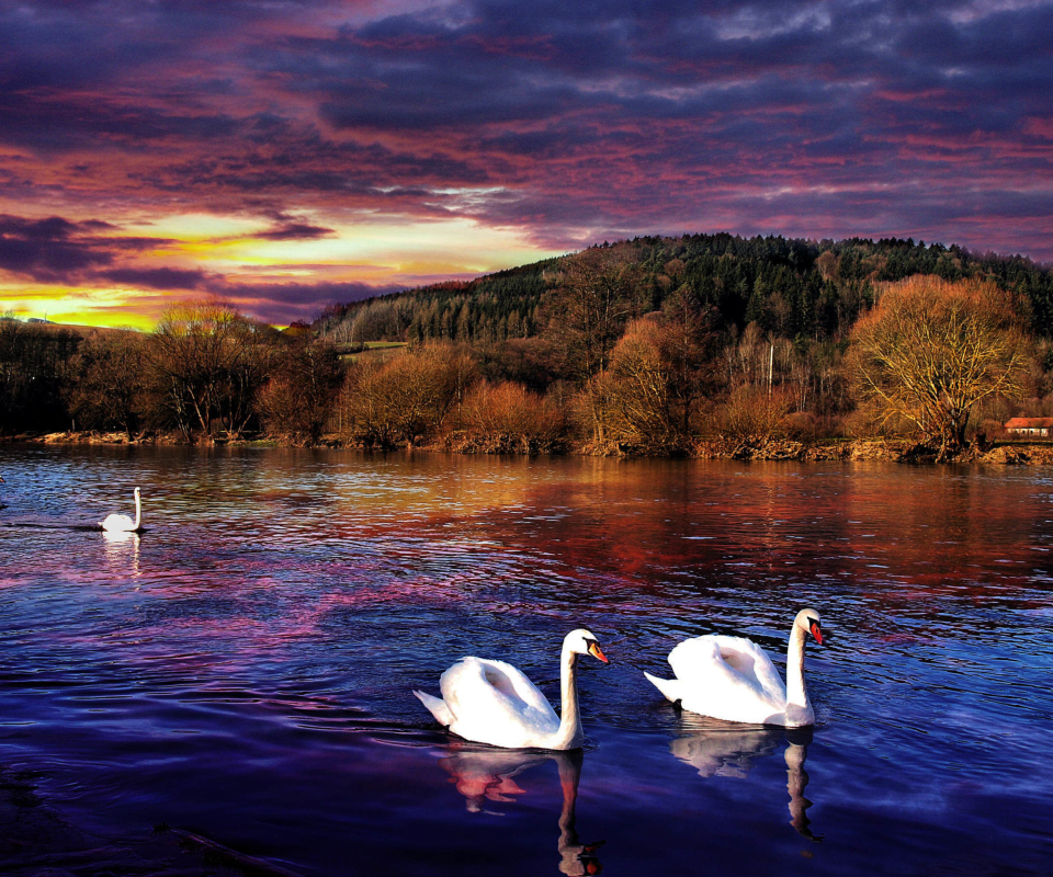 Swan Lake wallpaper 960x800