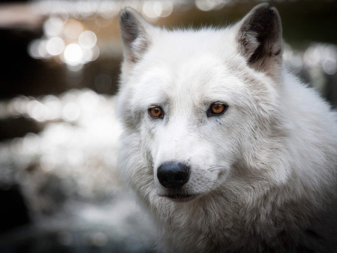 Sfondi White Wolf 1152x864
