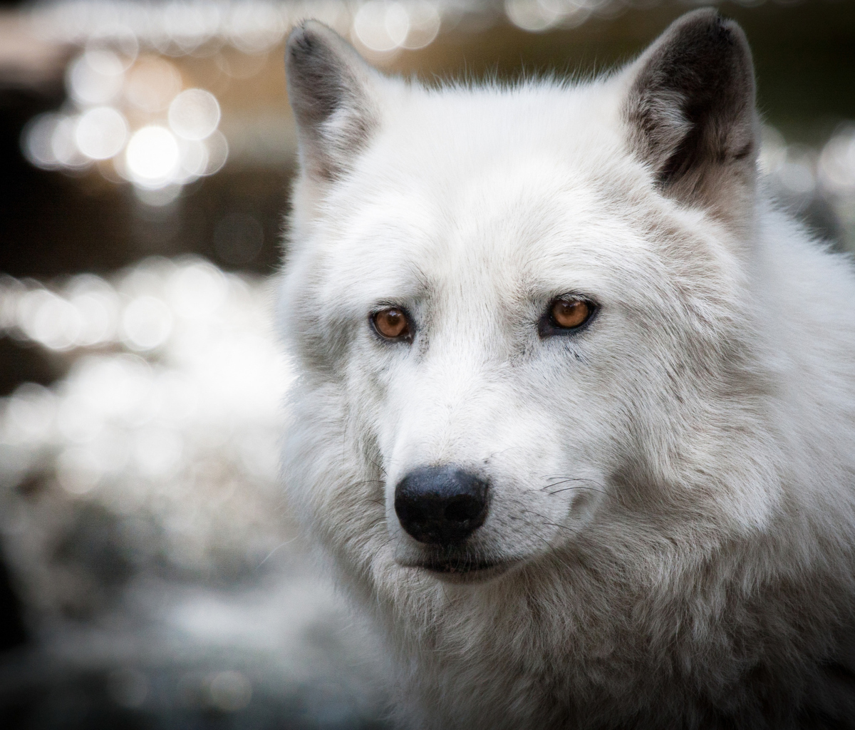 Fondo de pantalla White Wolf 1200x1024