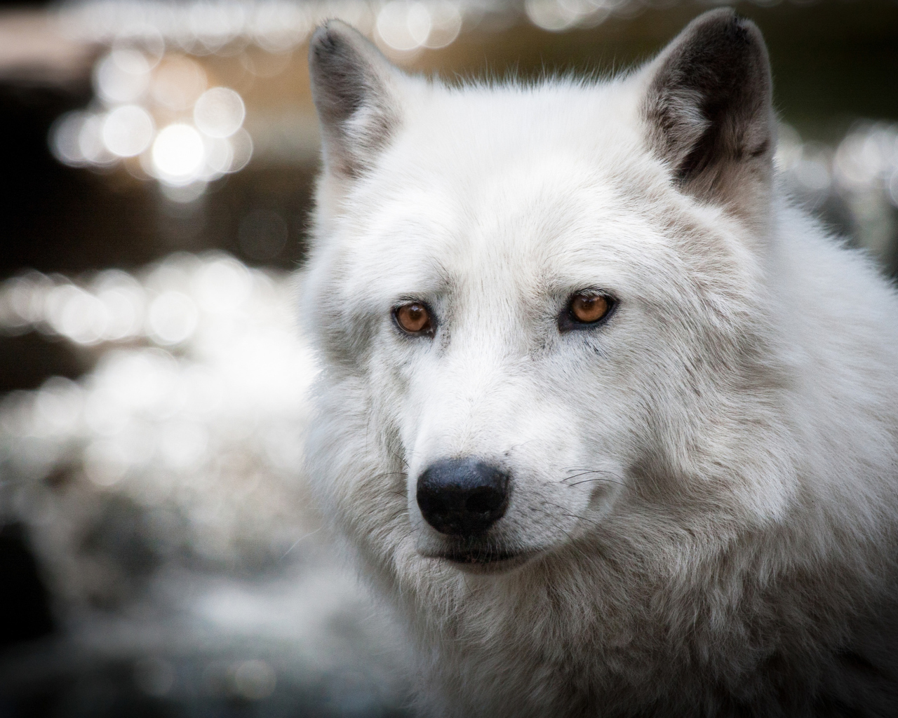 Fondo de pantalla White Wolf 1280x1024