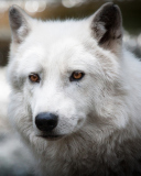 Fondo de pantalla White Wolf 128x160