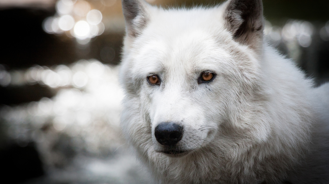 Sfondi White Wolf 1366x768