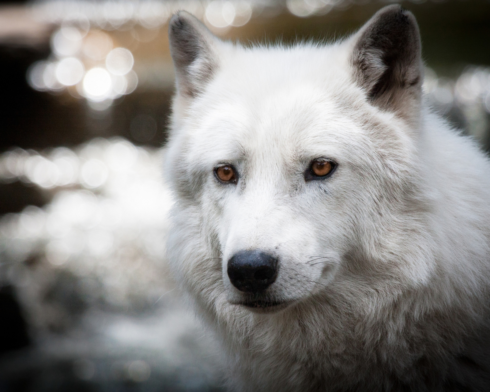 Обои White Wolf 1600x1280