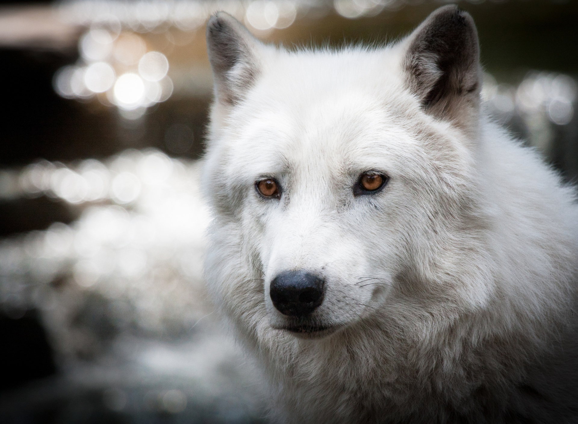 Sfondi White Wolf 1920x1408