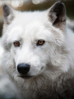 White Wolf screenshot #1 240x320