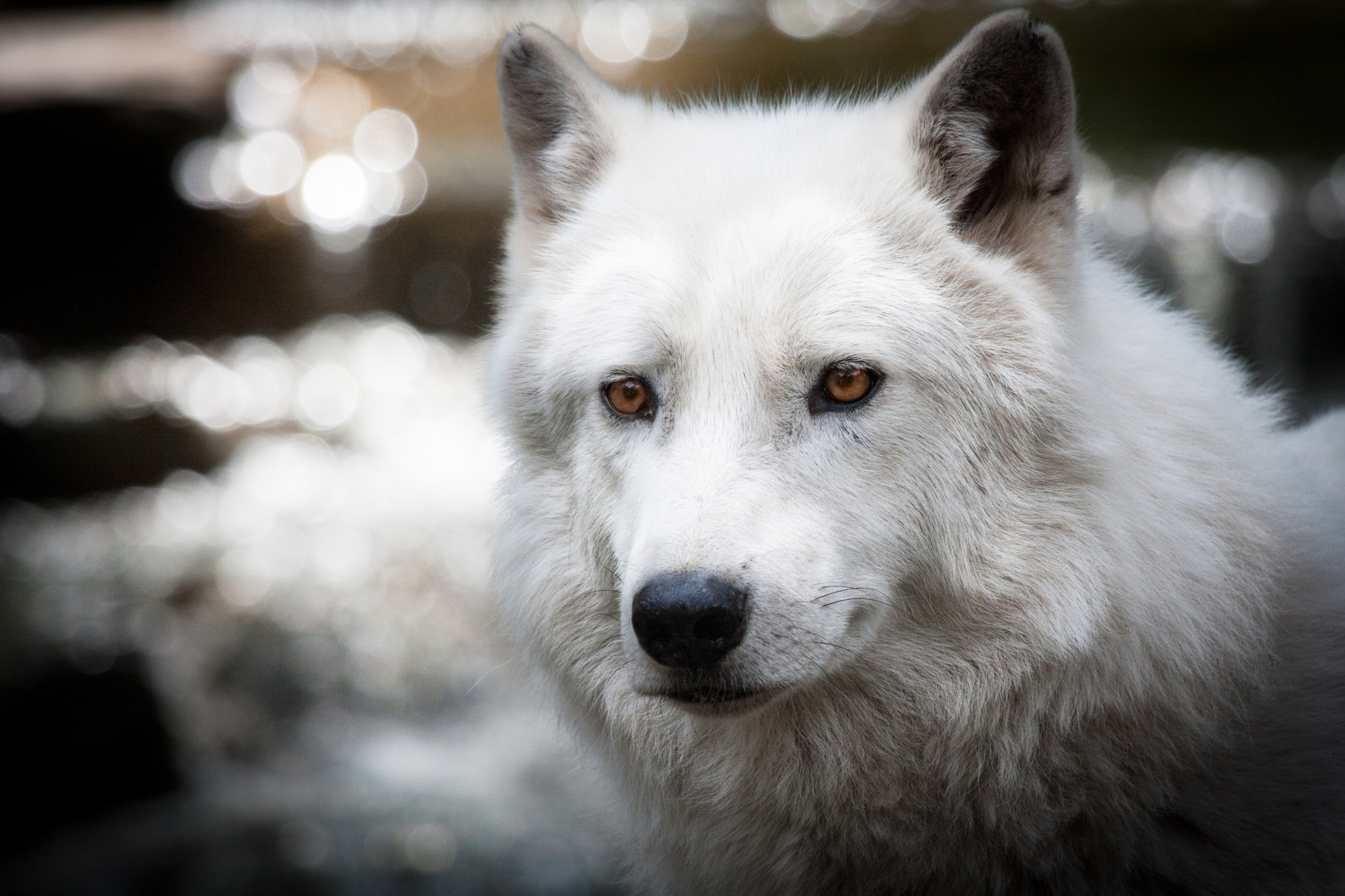 Sfondi White Wolf 2880x1920