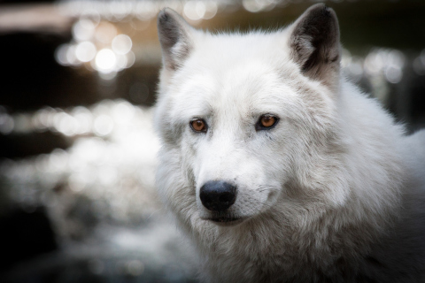 Sfondi White Wolf 480x320