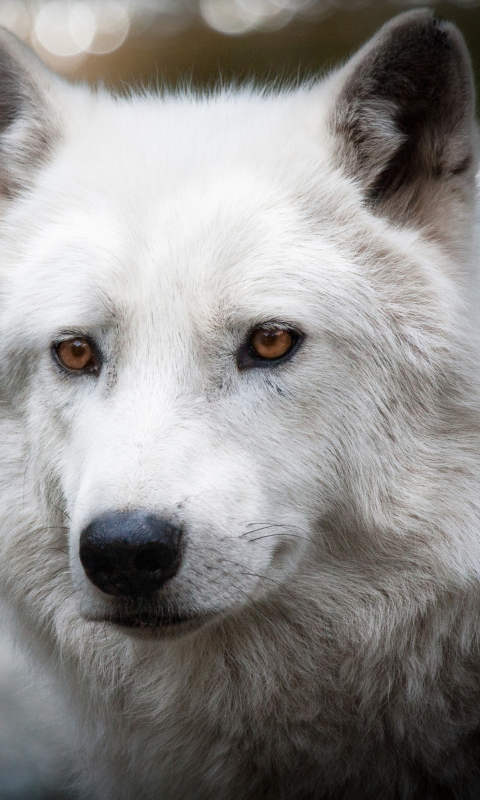 Fondo de pantalla White Wolf 480x800