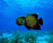 Underwater Life wallpaper 176x144