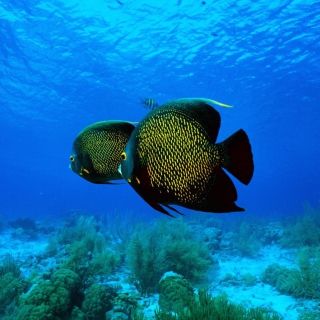 Underwater Life - Obrázkek zdarma pro 1024x1024