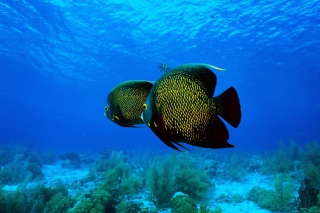 Underwater Life - Obrázkek zdarma 