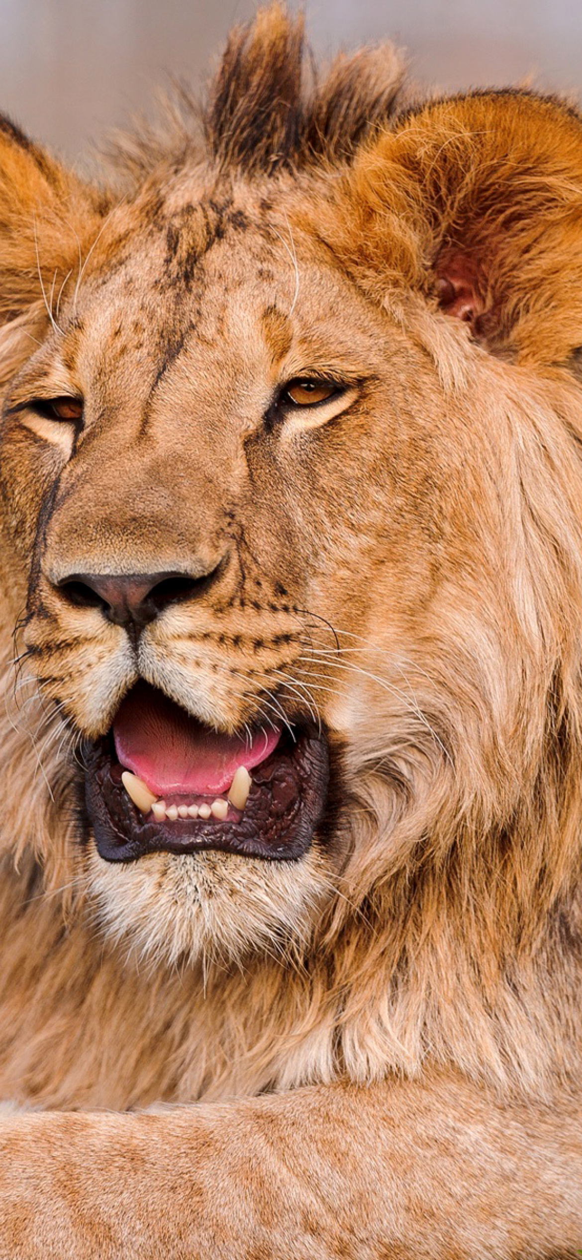 Fondo de pantalla Lion in Mundulea Reserve, Namibia 1170x2532