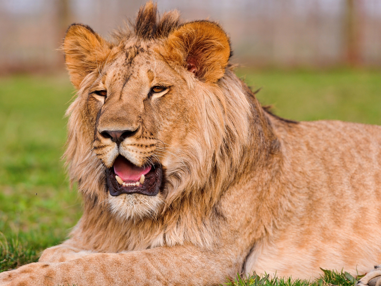 Fondo de pantalla Lion in Mundulea Reserve, Namibia 1280x960