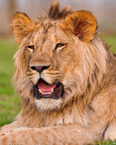 Обои Lion in Mundulea Reserve, Namibia 128x160