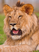 Lion in Mundulea Reserve, Namibia screenshot #1 132x176
