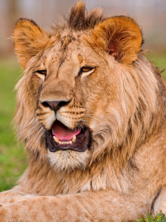 Fondo de pantalla Lion in Mundulea Reserve, Namibia 240x320