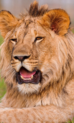 Das Lion in Mundulea Reserve, Namibia Wallpaper 240x400