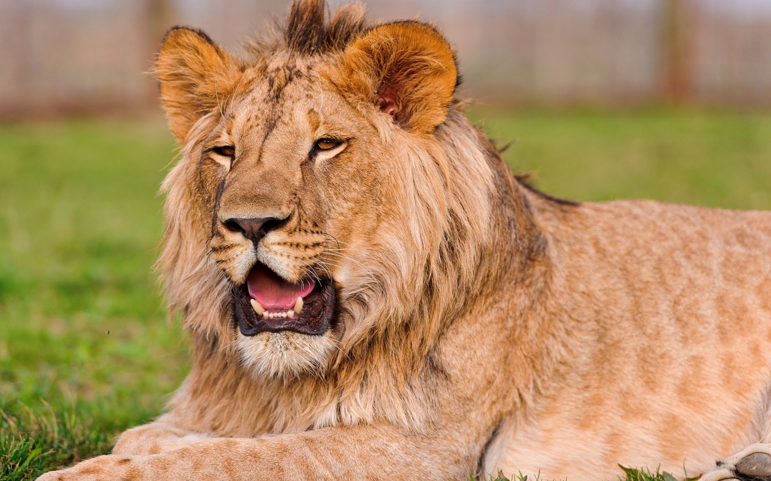 Sfondi Lion in Mundulea Reserve, Namibia 2560x1600